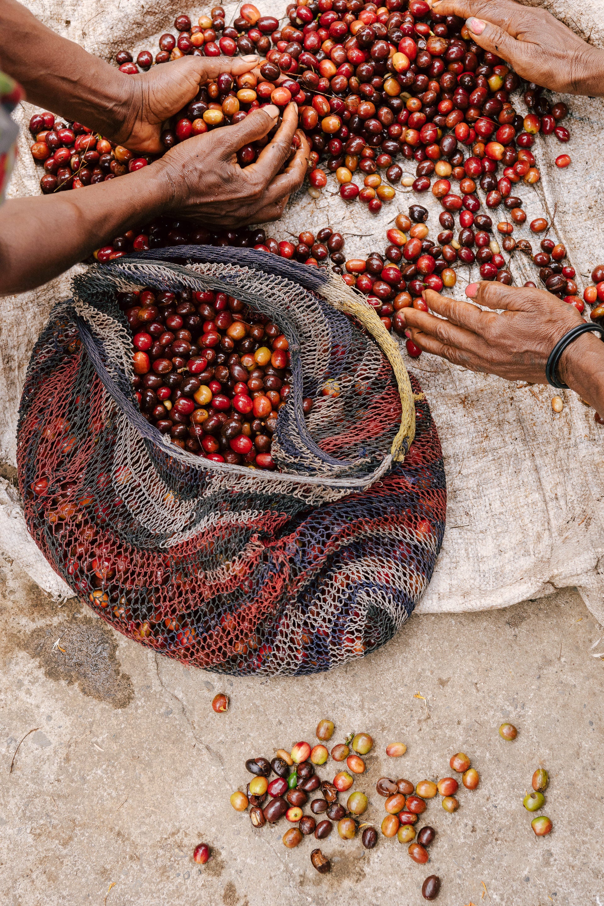 2018 Papua New Guinea Origin Trip Report — Part 3